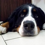 Bernese Mountain Dog, called in German Berner Sennenhund.